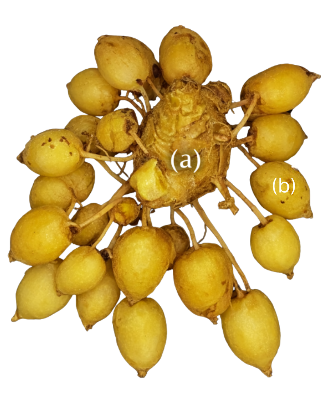 Production and Phytochemical Variation of Kaempferia rotunda Rhizomes in Relation to Soil Nutrient Conditions on Madura Island